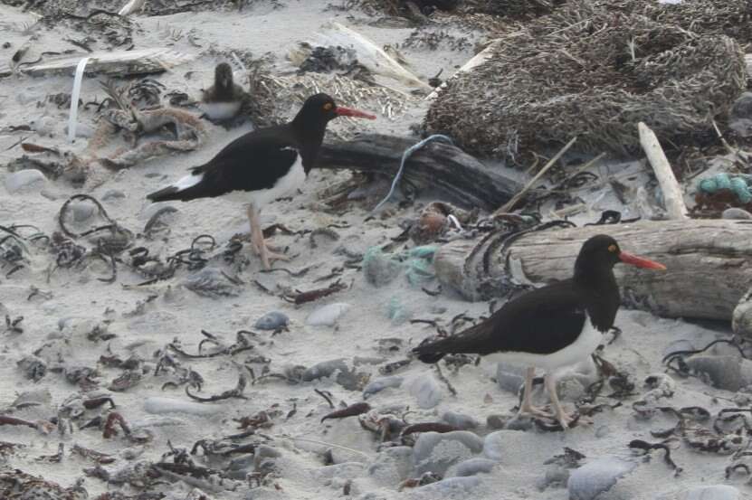 Image of Magellanic Oystercatcher