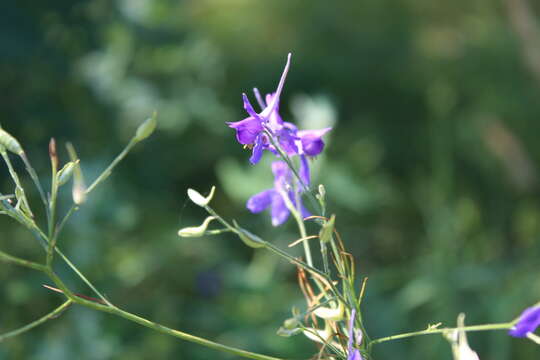 Image of Delphinium consolida subsp. consolida