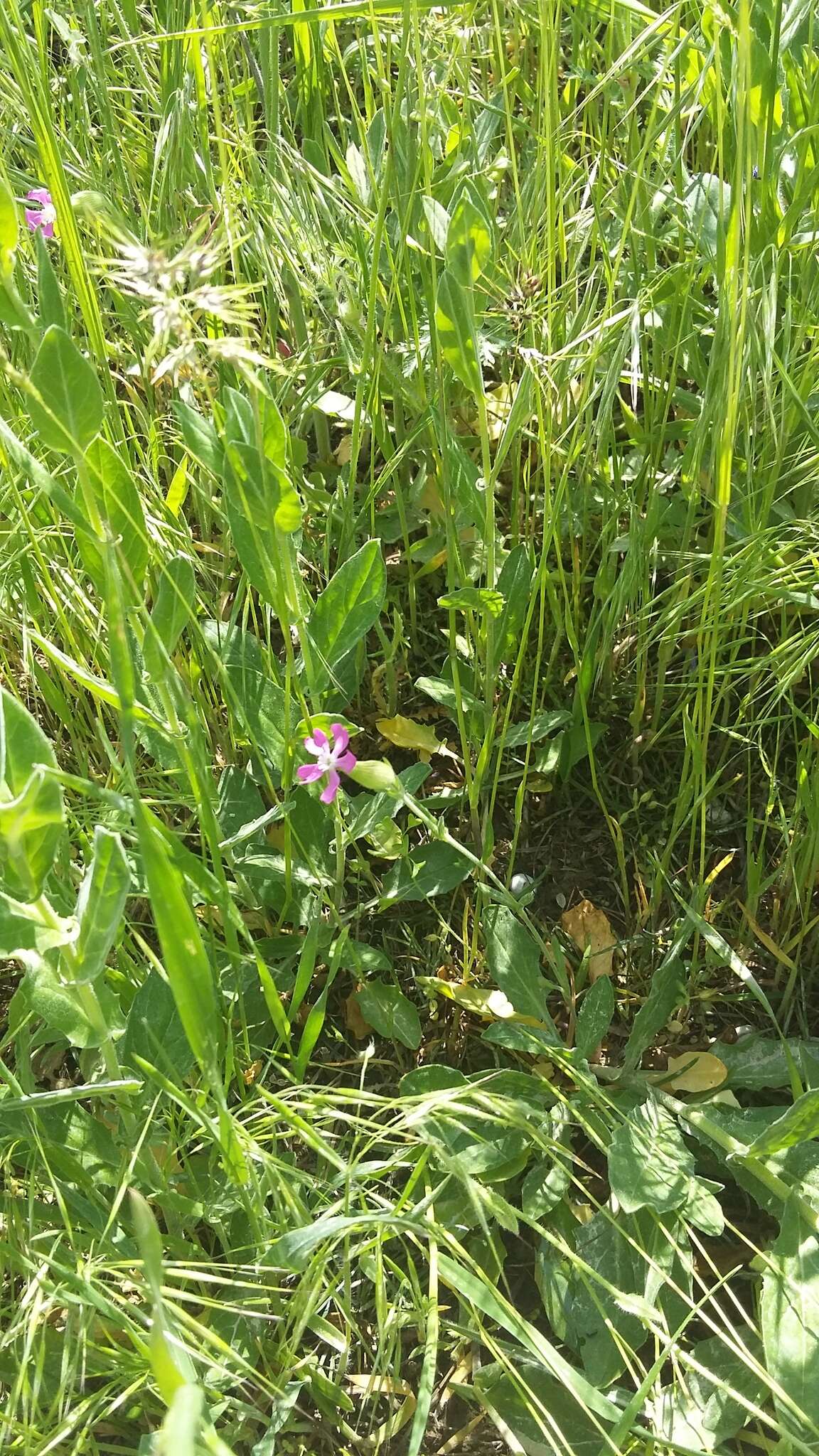 Image of striped corn catchfly