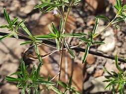 Image of summer savory