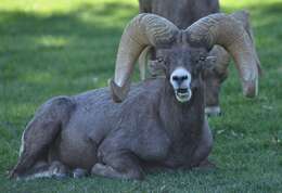 Image of Desert bighorn sheep