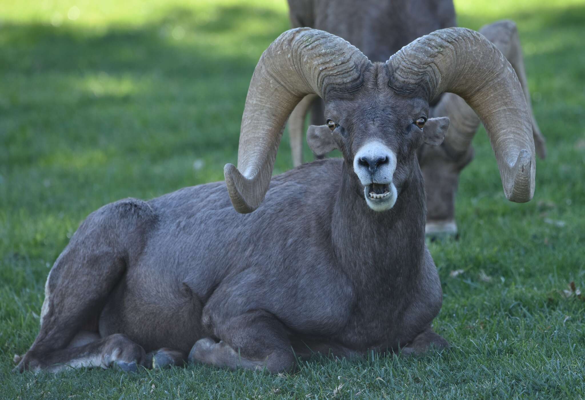 Image of Desert bighorn sheep