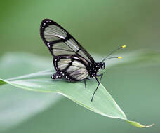 Image of Methona confusa Butler 1873