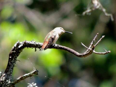 Image de Colibri roux