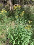 Plancia ëd Senecio serra var. admirabilis (Greene) A. Nels.