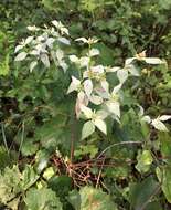 صورة Pycnanthemum floridanum E. Grant & Epling