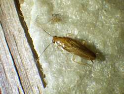 Image of Cockroach