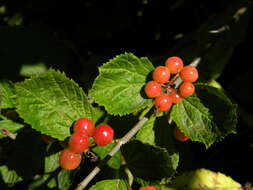 Sivun Viburnum edule (Michx.) Raf. kuva