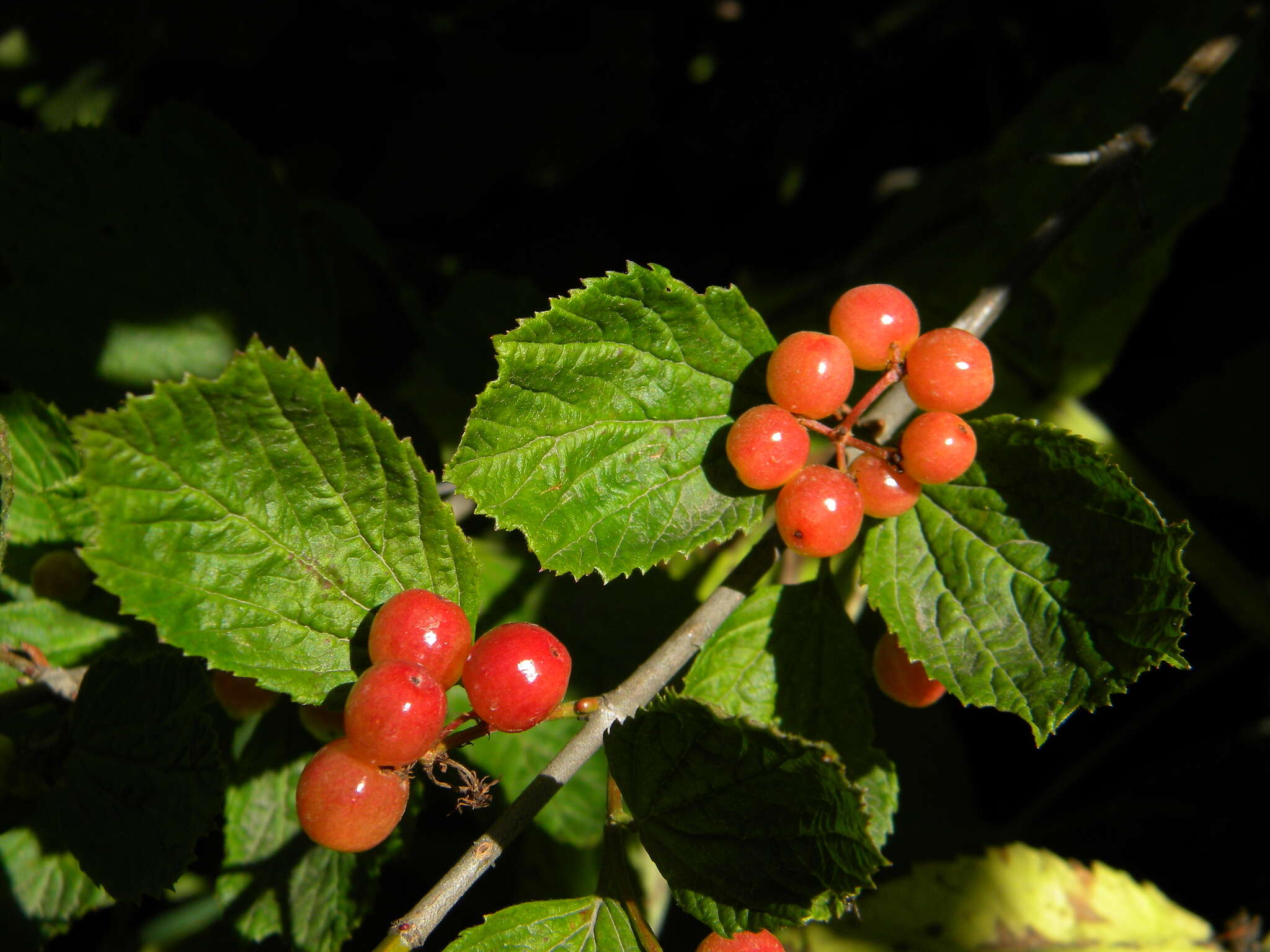 Imagem de Viburnum edule (Michx.) Raf.