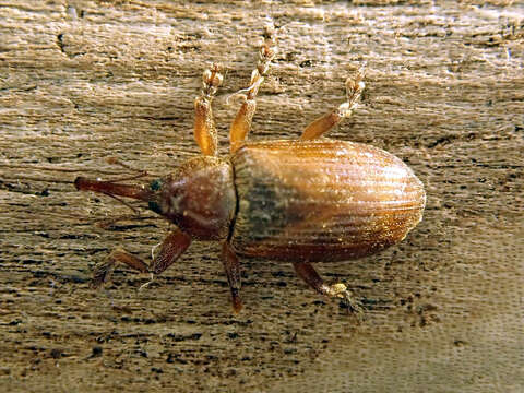 Image of Dorytomus tortrix (Linnaeus & C. 1760)