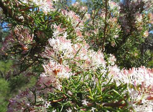 Image of Hakea lissocarpha R. Br.