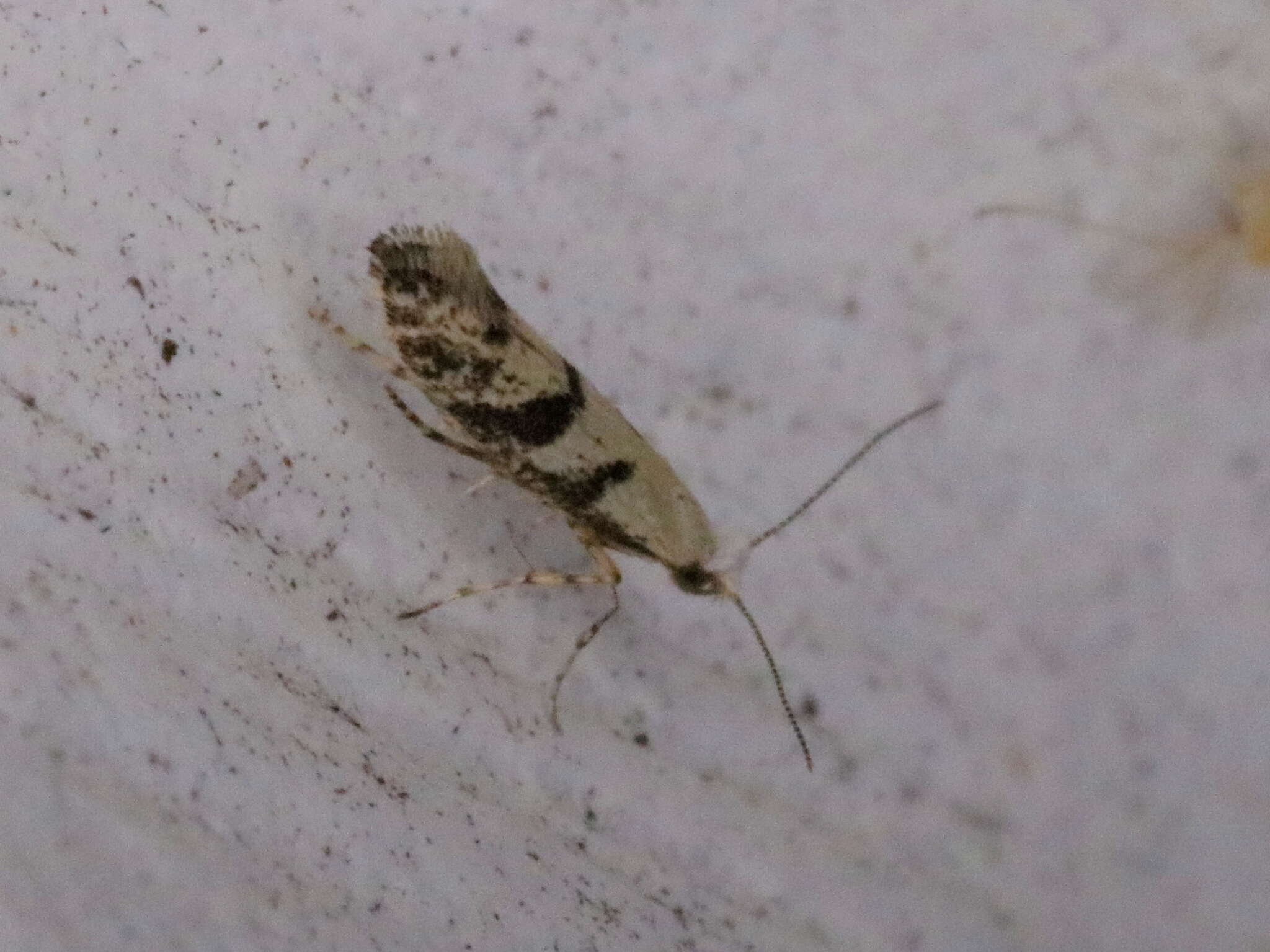 Image of Argyresthia austerella Zeller 1873