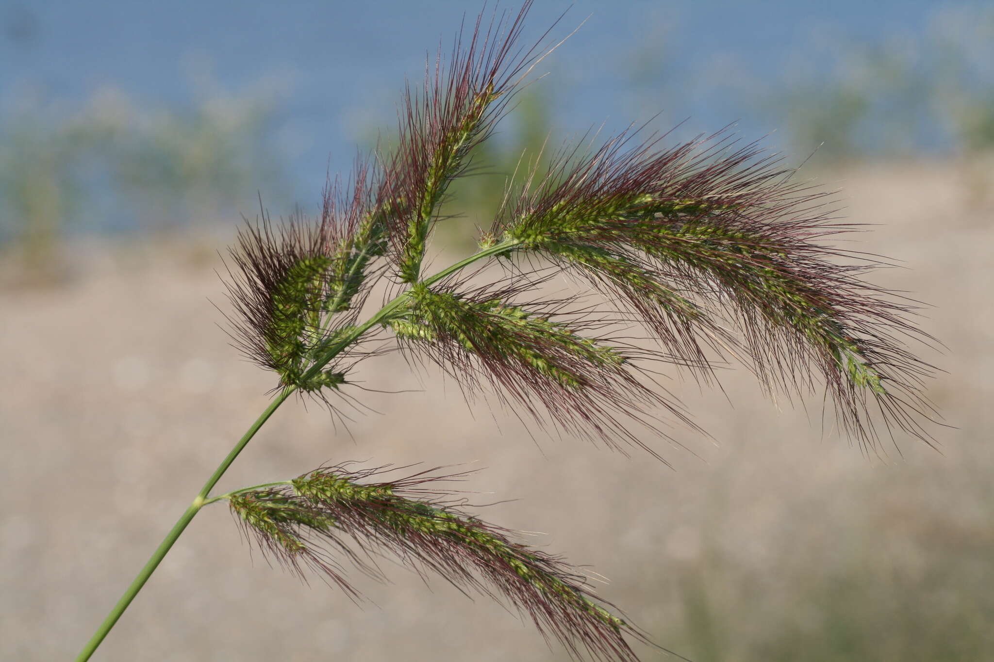 Image of Long-Awn Cock's-Spur Grass