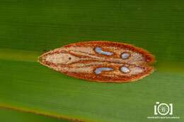 Image of Exclamation Moth