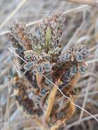 Image of devil's backbone