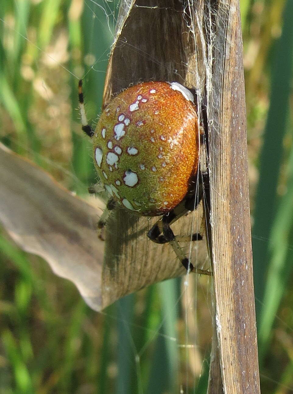 Image of Shamrock Orbweaver