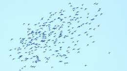 Image of White-collared Swift