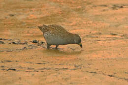 Image of Australian Crake