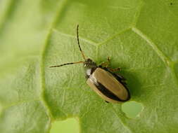 Image of Horseradish Flea Beetle