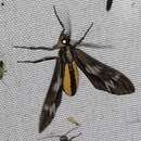 Psilopleura vittata Walker 1864 resmi