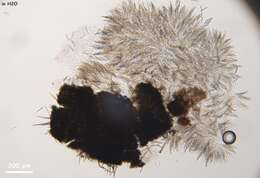 Image of Hilberina caudata (Fuckel) Huhndorf & A. N. Mill. 2004