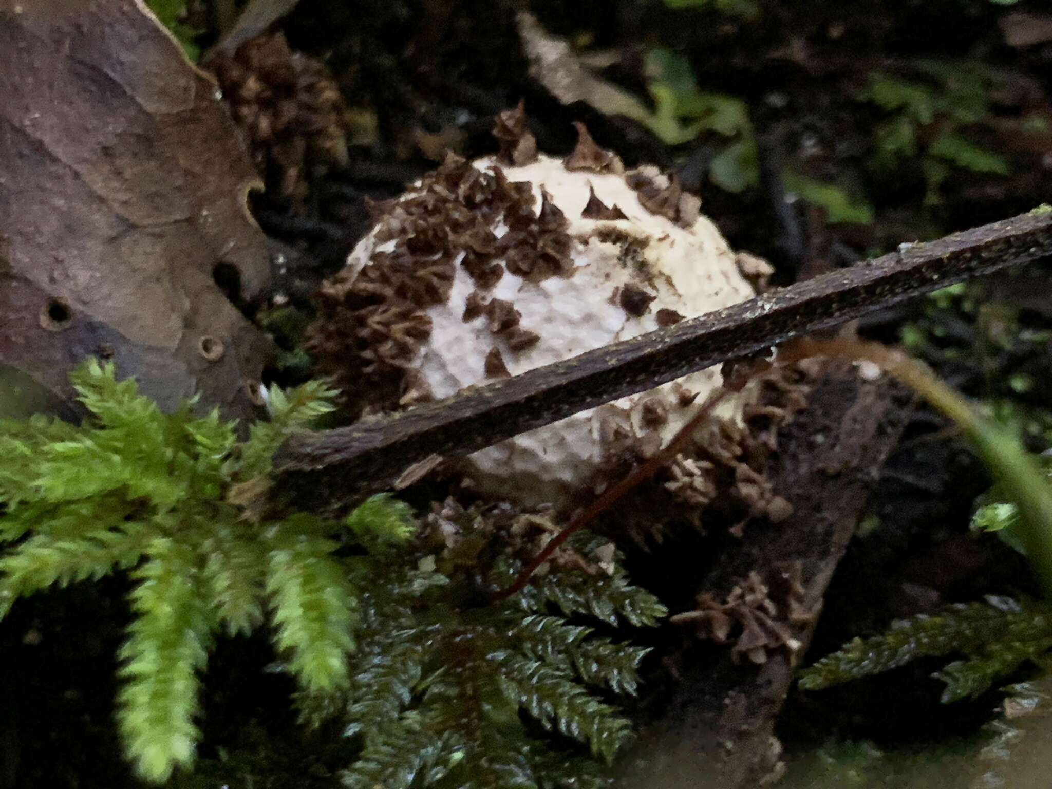 Image of Lycoperdon compactum G. Cunn. 1926