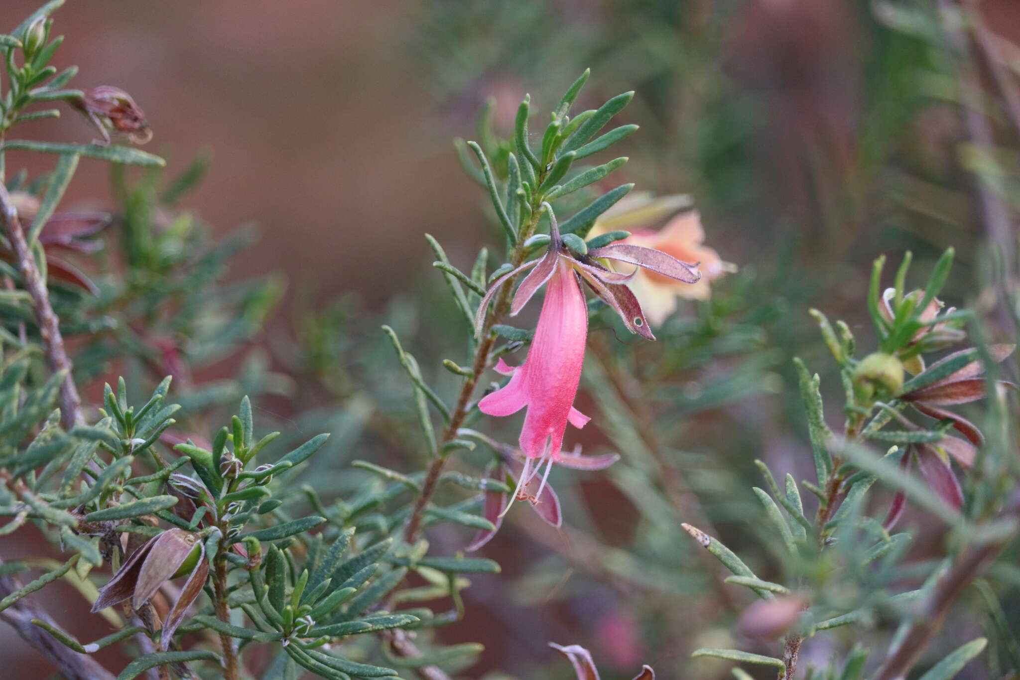 Image of Eremophila latrobei subsp. glabra (L. S. Smith) R. J. Chinnock