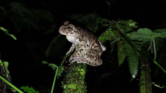 Image of Golden-sided Tree Frog