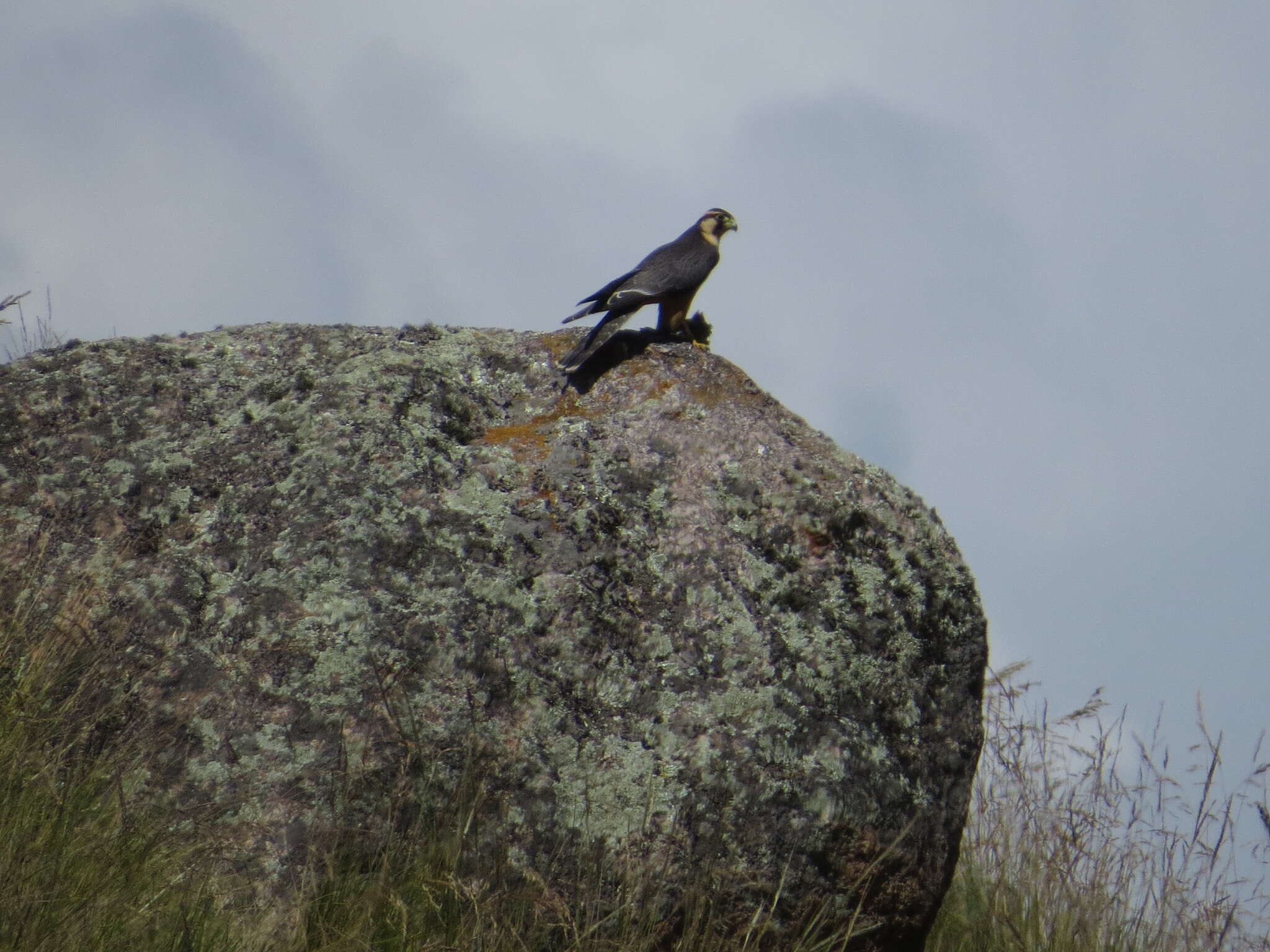 Image of Aplomado Falcon