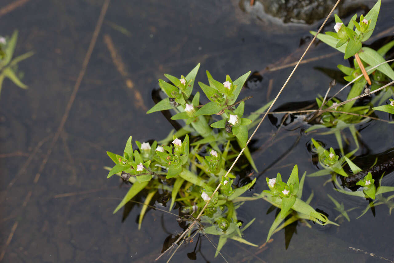 Image de Gratiola ebracteata Benth. ex A. DC.