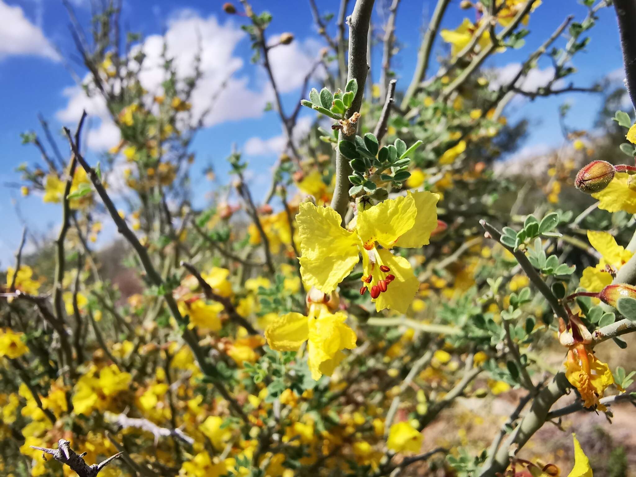 Image of Texas paloverde