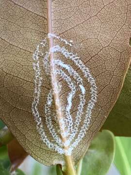 Image of Rugose spiraling whitefly