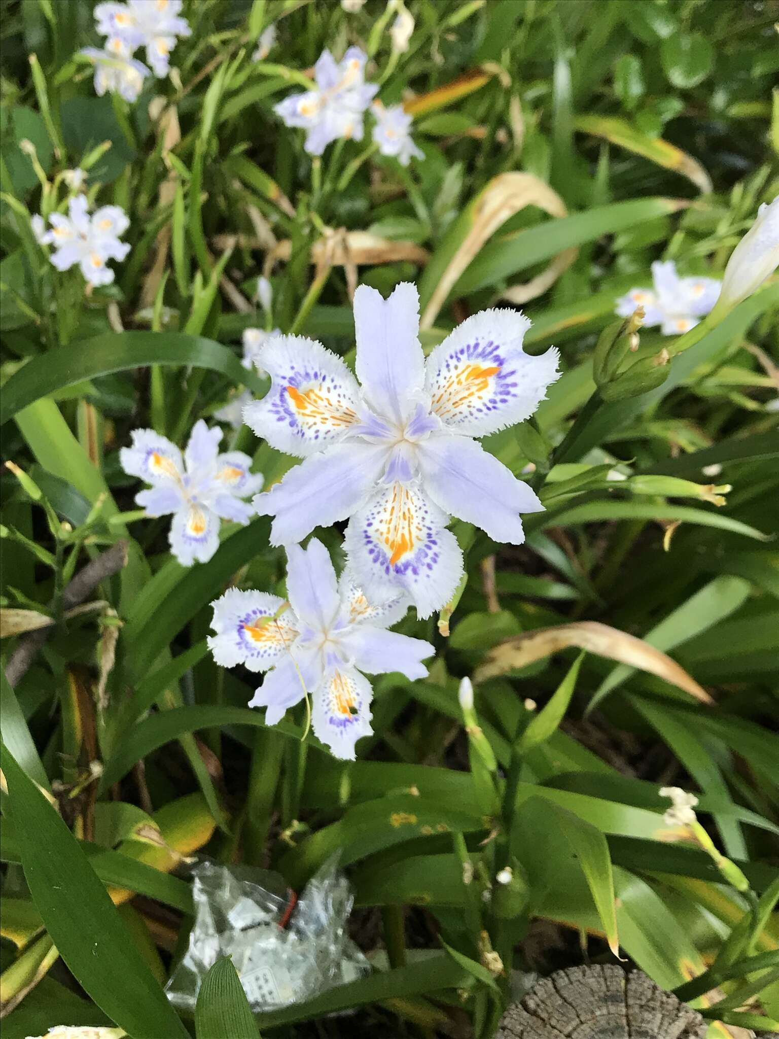 Sivun Iris japonica Thunb. kuva