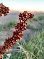 Image of Rumex patientia subsp. orientalis Danser