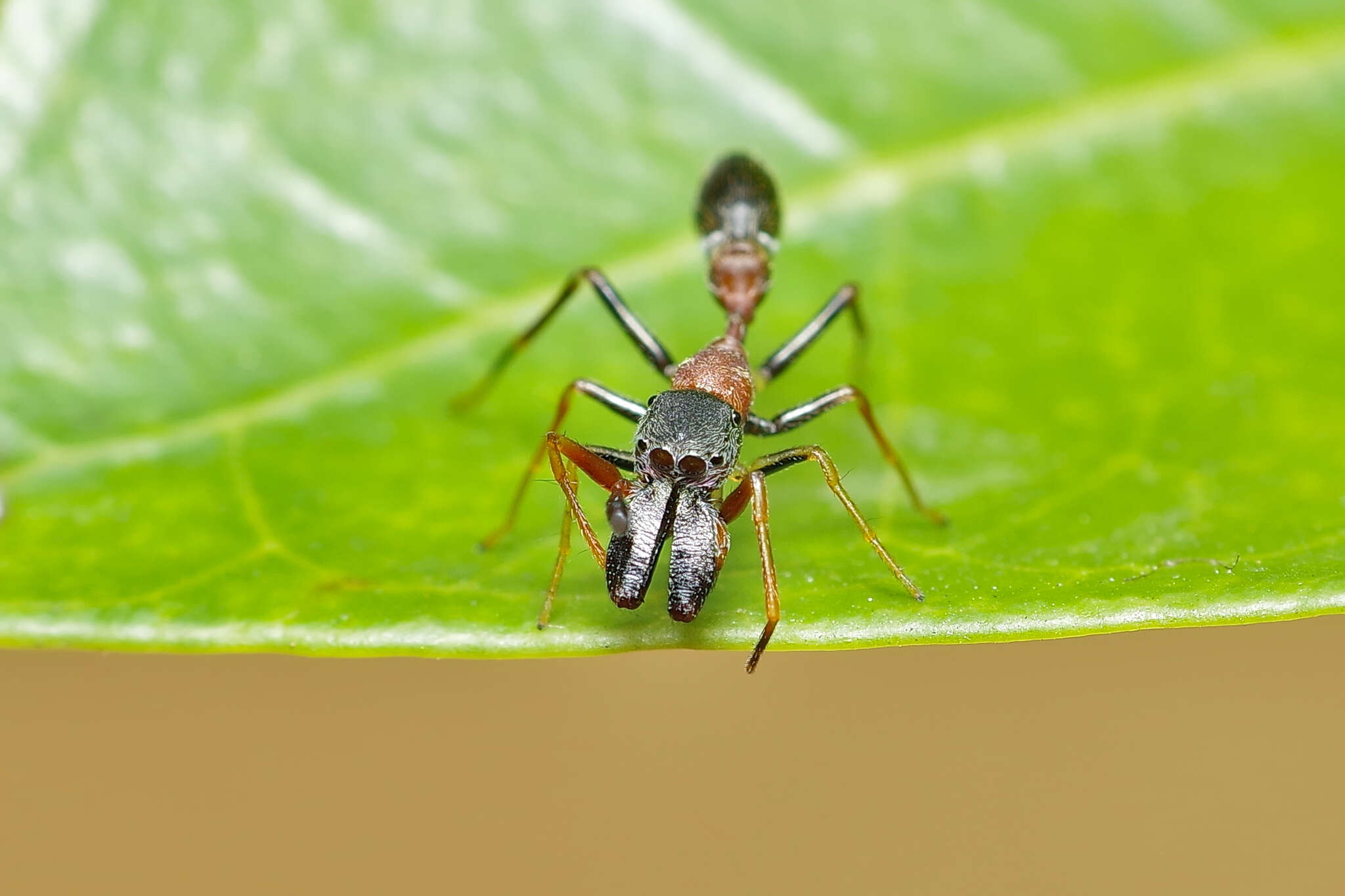 Myrmarachne melanocephala MacLeay 1839 resmi