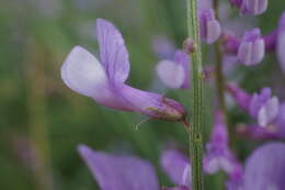 Image of Vicia tenuifolia subsp. elegans (Guss.) Nyman