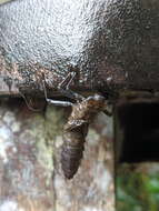 Image of Tropical Cascade Darner