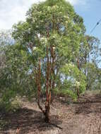 Angophora leiocarpa (L. Johnson ex G. Leach) K. R. Thiele & P. Y. Ladiges的圖片