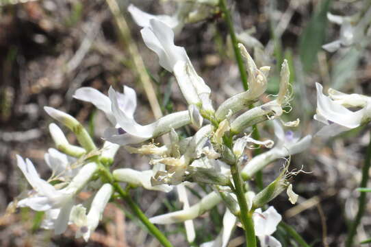 Sivun Astragalus conjunctus S. Wats. kuva