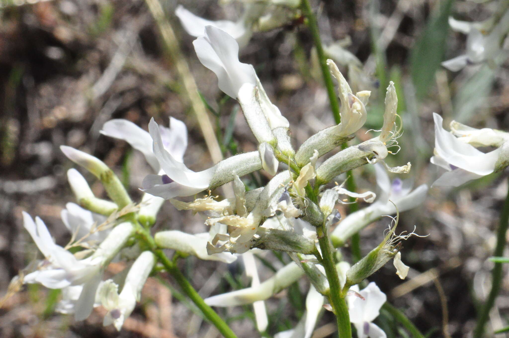 صورة Astragalus conjunctus S. Wats.