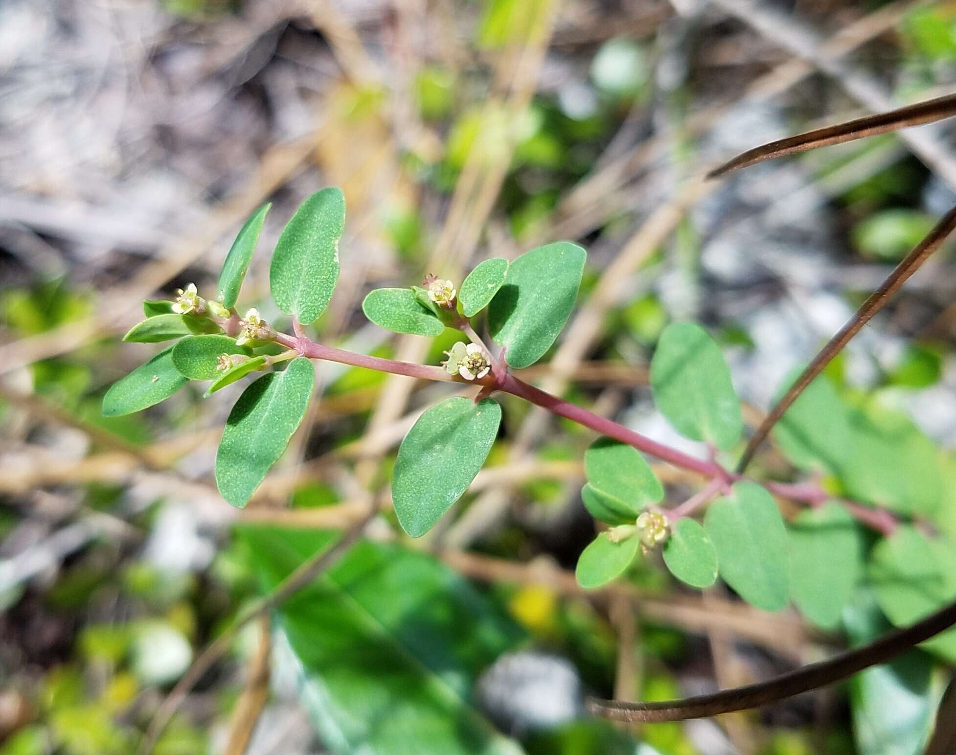 Слика од Euphorbia porteriana (Small) Oudejans