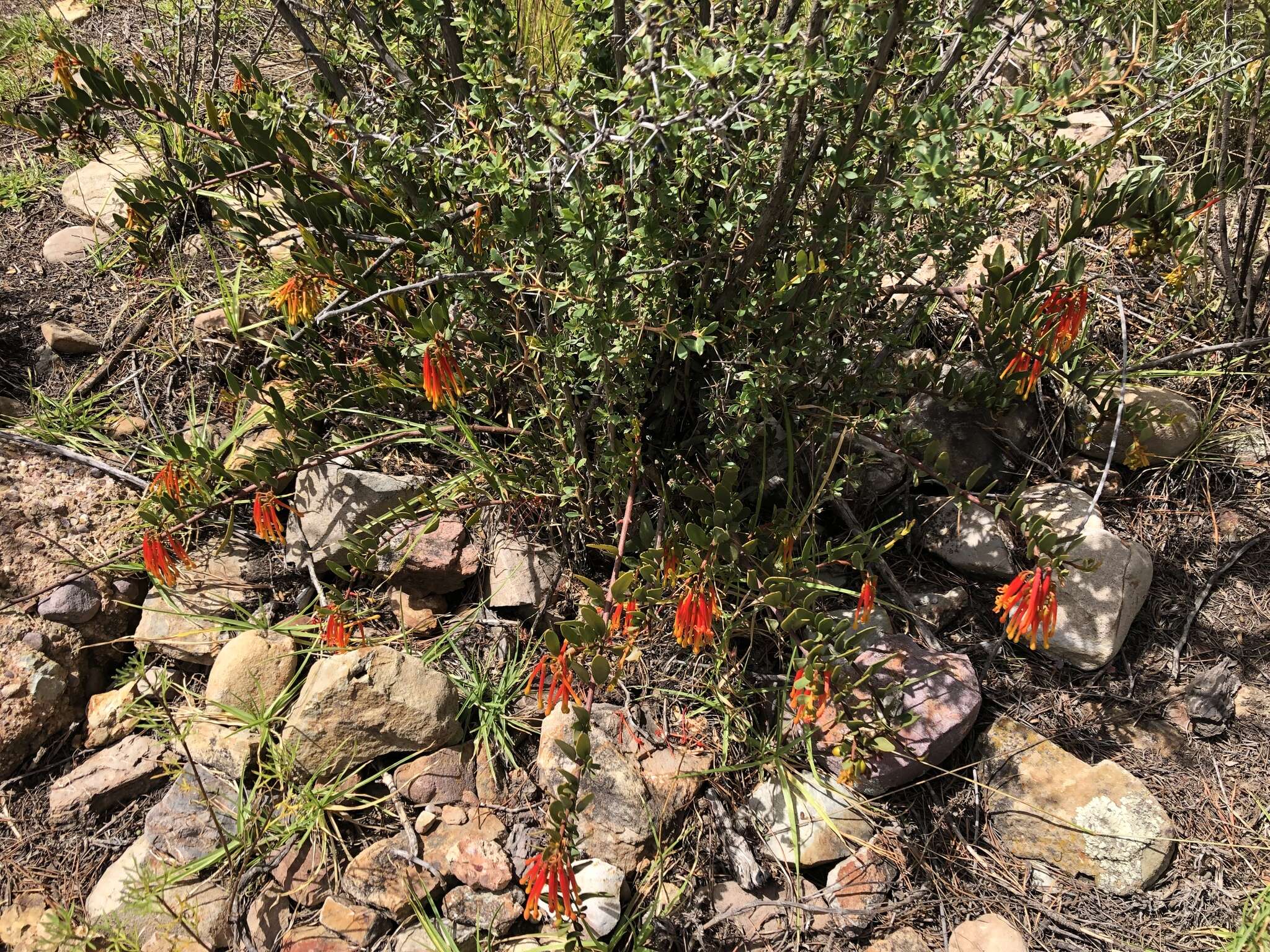 Image of Tristerix penduliflorus J. Kuijt