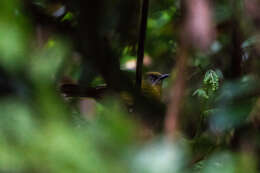 Arizelocichla milanjensis (Shelley 1894) resmi