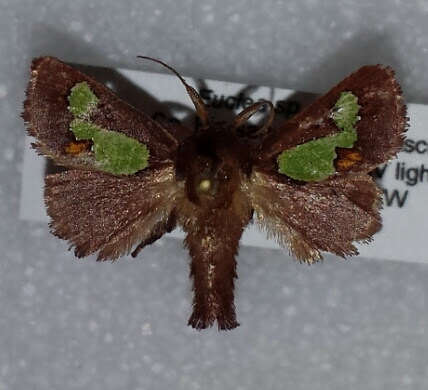 Image of Nanina Oak-Slug Moth