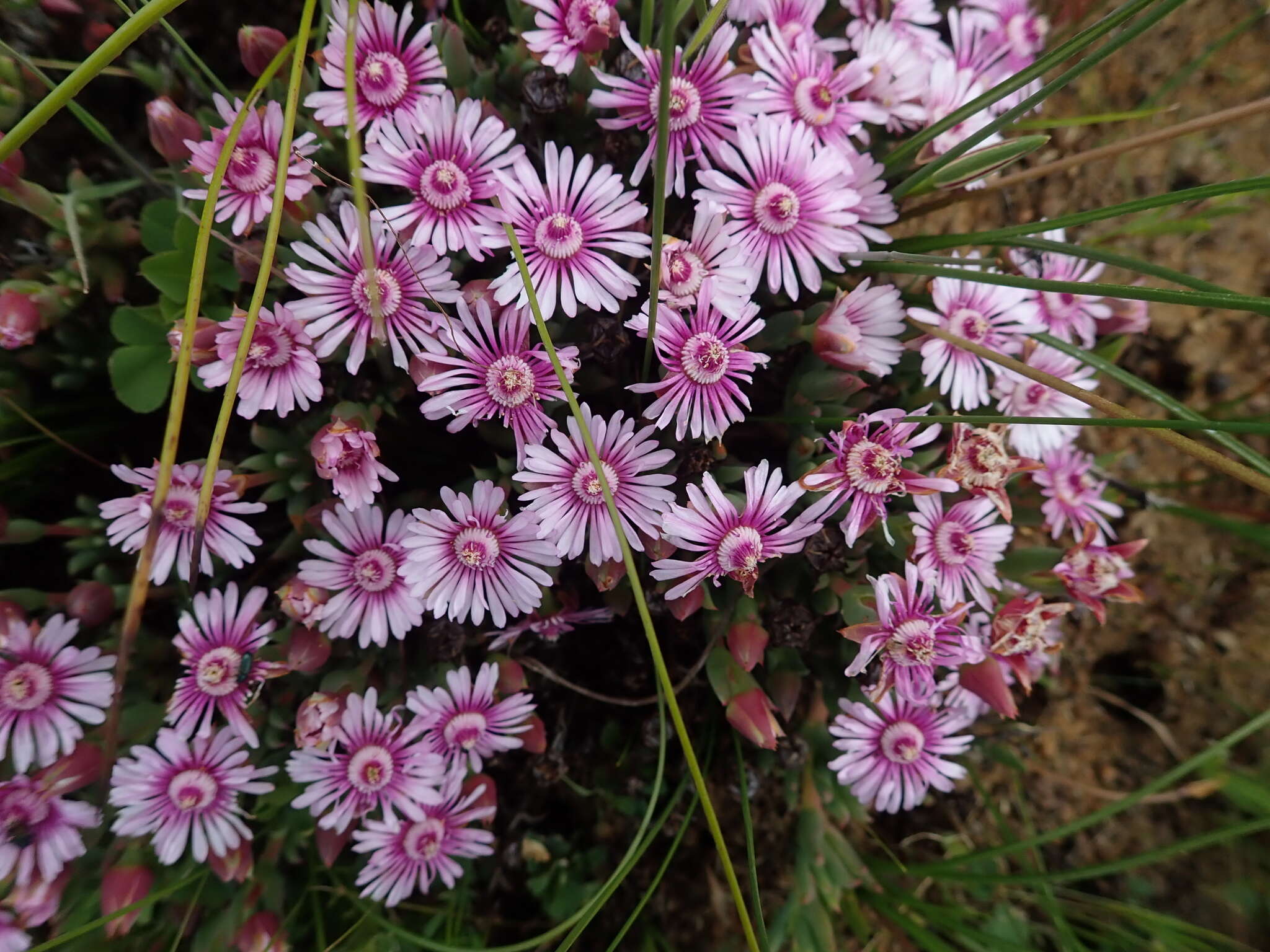 Image of Phiambolia unca (L. Bol.) Klak