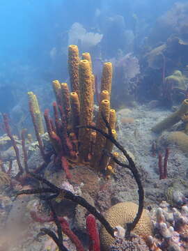 Image of Yellow tube sponge