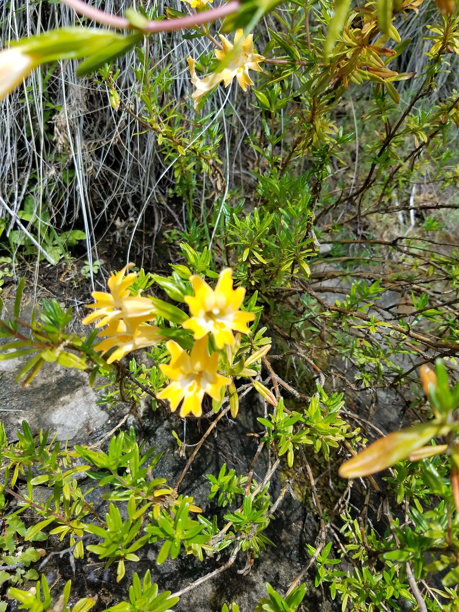 Image of Santa Lucia Mountain bush monkeyflower