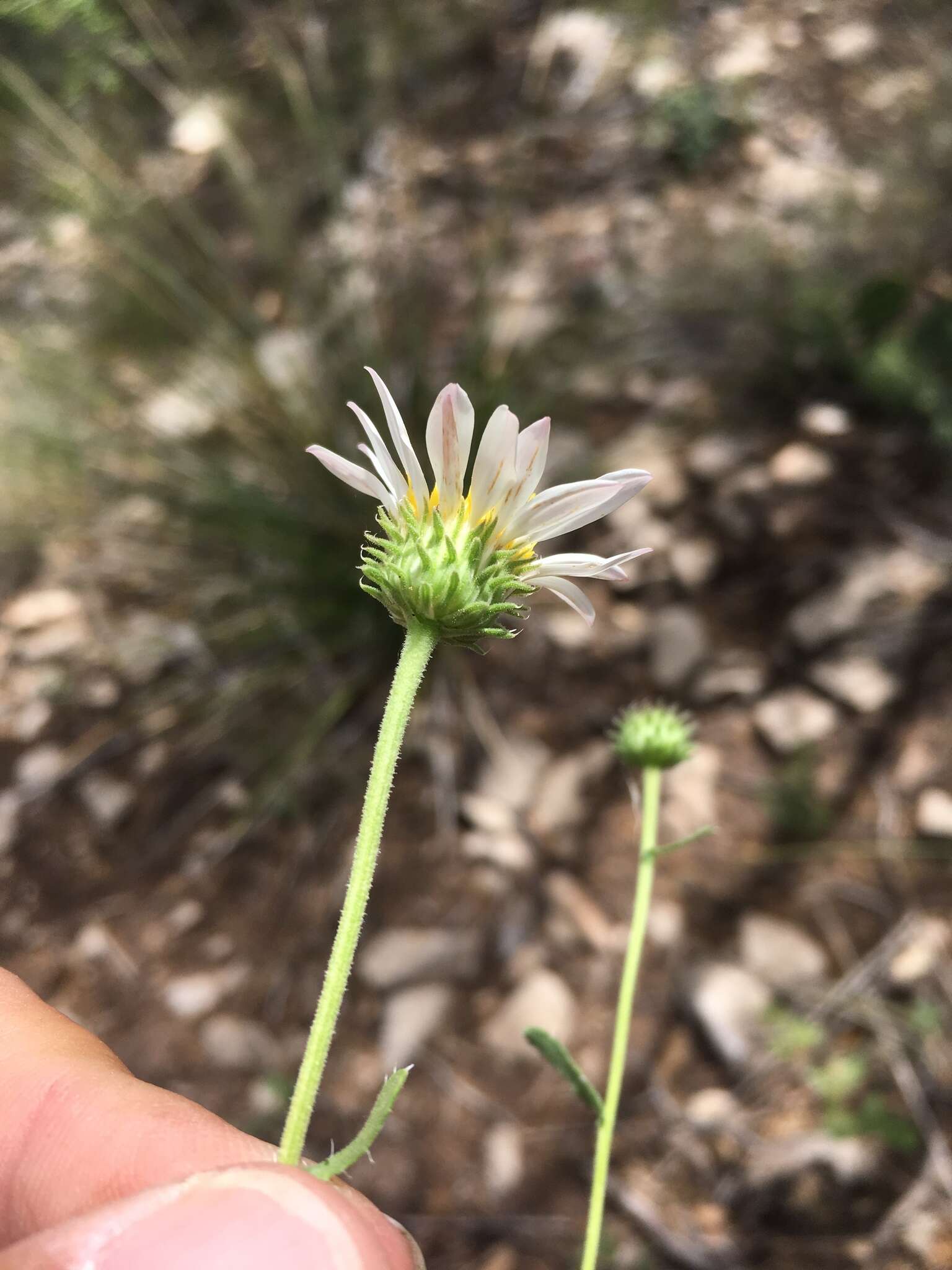 Imagem de Xanthisma blephariphyllum (A. Gray) D. R. Morgan & R. L. Hartman