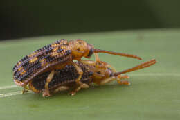 Image of Gonophora pulchella Gestro 1888