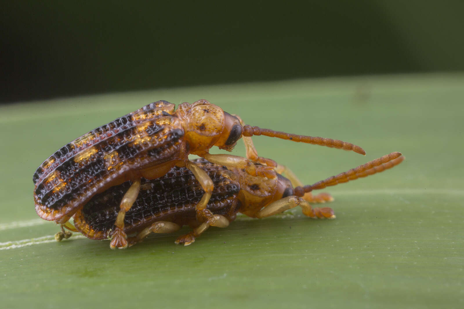 Image of Gonophora pulchella Gestro 1888